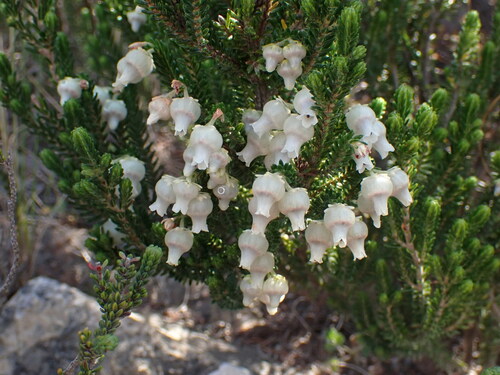 Image of Erica glomiflora by (c) Ren Hoekstra, some rights reserved (CC BY)