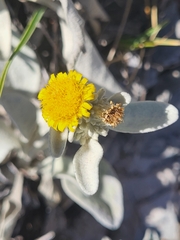 Pentanema verbascifolium