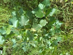 Populus × canadensis