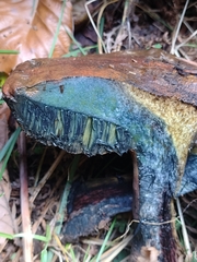 Neoboletus