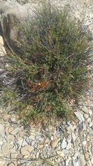 Erythrostemon angulatus