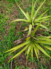Bromeliaceae