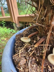Agaricaceae
