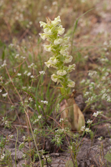 Pterygodium volucris