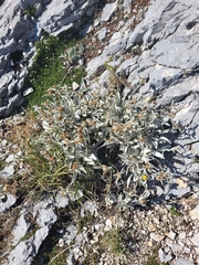 Pentanema verbascifolium