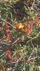 Erythrostemon angulatus
