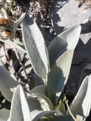 Pentanema verbascifolium