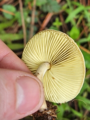 Agaricaceae