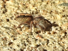 Megafreya sutrix