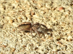 Megafreya sutrix