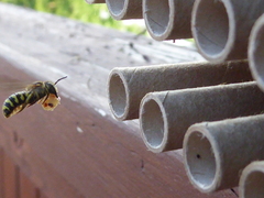 Dianthidium