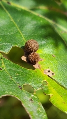 Acraspis quercushirta