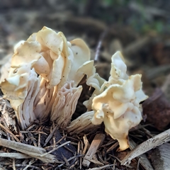 Helvella crispa