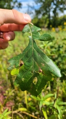 Acraspis quercushirta