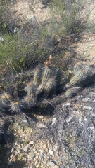 Trichocereus deserticola