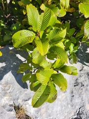 Rhamnus fallax