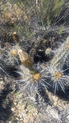 Trichocereus deserticola