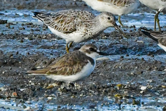 Calidris tenuirostris