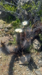 Trichocereus deserticola
