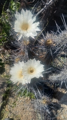 Trichocereus deserticola