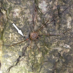 Erythraeidae