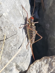 Ephippiger discoidalis