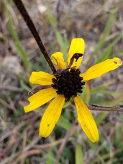 Rudbeckia missouriensis