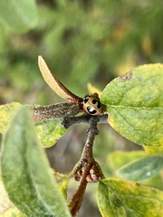 Hippodamia parenthesis