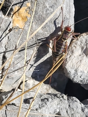 Ephippiger discoidalis