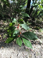 Ilex verticillata
