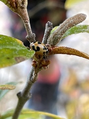 Hippodamia parenthesis