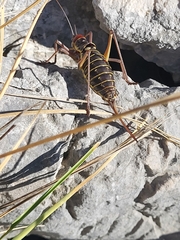 Ephippiger discoidalis