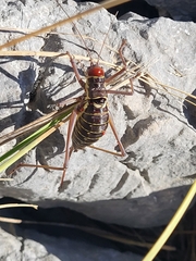 Ephippiger discoidalis