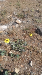 Encelia canescens