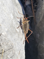 Ephippiger discoidalis