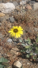 Encelia canescens