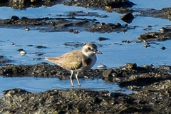 Charadrius leschenaultii