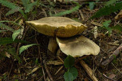 Caloboletus conifericola