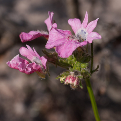 Nemesia strumosa