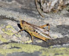 Gomphocerus sibiricus