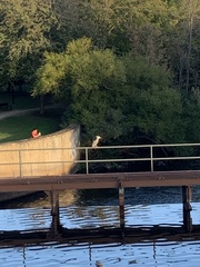 Nycticorax nycticorax