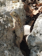 Leiocephalus carinatus