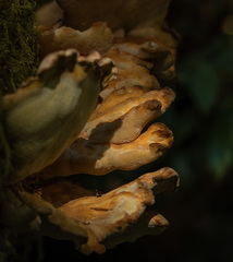 Laetiporus conifericola