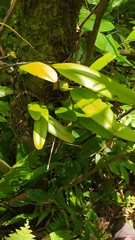 Epidendroideae