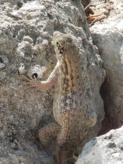 Leiocephalus carinatus