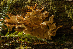 Laetiporus conifericola