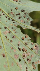 Neuroterus saltarius