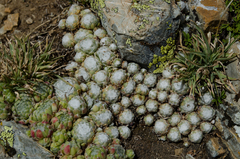Sempervivum arachnoideum