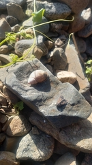 Chiliborus chilensis