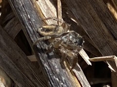 Habronattus decorus